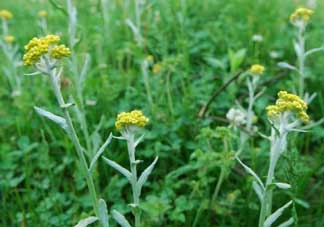 清明草可以做菜吃嗎？清明草能炒來(lái)吃嗎？