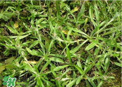 清明草可以做菜吃嗎？清明草能炒來吃嗎？