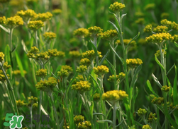 清明草可以做菜吃嗎？清明草能炒來吃嗎？