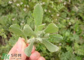 清明草可以曬干嗎？清明草曬干有什么功效？