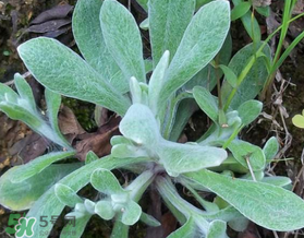 清明草可以曬干嗎？清明草曬干有什么功效？