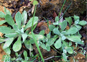 清明草可以曬干嗎？清明草曬干有什么功效？