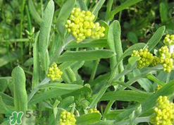 清明草可以種植嗎？清明草怎么種植？