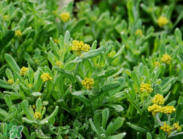 清明草可以種植嗎？清明草怎么種植？