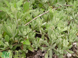 清明草可以種植嗎？清明草怎么種植？