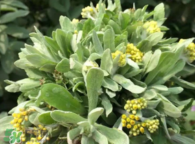 清明草粑粑蒸多久？清明草粑粑的家庭做法