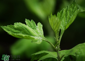艾葉和清明草能一起吃嗎？清明草不能和什么一起吃嗎？