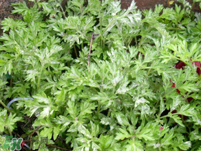 艾葉和清明草能一起吃嗎？清明草不能和什么一起吃嗎？