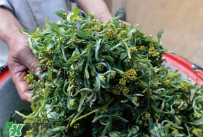 清明草孕婦可以吃嗎？清明草哪些人不能吃？