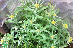 清明草孕婦可以吃嗎？清明草哪些人不能吃？