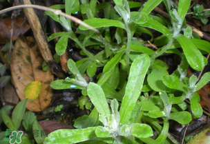 清明草可以泡茶嗎？清明草泡水喝的功效