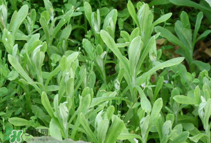 清明草可以泡茶嗎？清明草泡水喝的功效