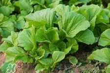 春分要吃春菜嗎？春分為什么要吃春菜？