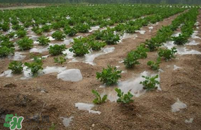 春分可以種花生嗎？春分種什么？