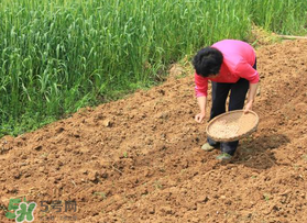 春分可以種花生嗎？春分種什么？