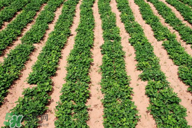 春分可以種花生嗎？春分種什么？