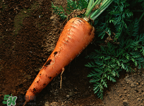 清明節(jié)可以種蘿卜嗎？清明節(jié)怎么種蘿卜？