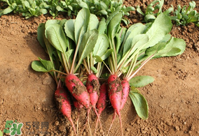 清明節(jié)可以種蘿卜嗎？清明節(jié)怎么種蘿卜？