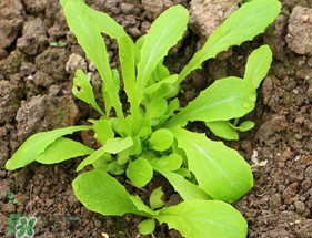 清明節(jié)可以種蘿卜嗎？清明節(jié)怎么種蘿卜？