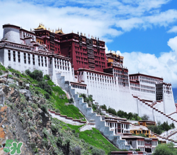 4月份去拉薩穿什么？四月份去拉薩穿什么衣服？