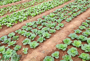 清明節(jié)種什么菜？清明節(jié)前后種什么菜？