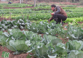 清明節(jié)種什么菜？清明節(jié)前后種什么菜？