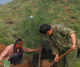 清明節(jié)種什么樹？清明節(jié)為什么種樹？