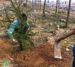 清明節(jié)種什么樹？清明節(jié)為什么種樹？