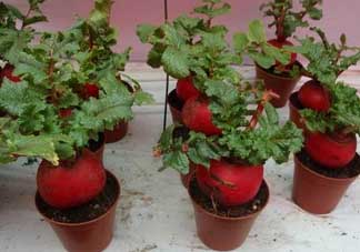 清明節(jié)可以種蘿卜嗎？清明節(jié)怎么種蘿卜？