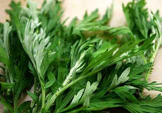 艾葉和清明草能一起吃嗎？清明草不能和什么一起吃嗎？