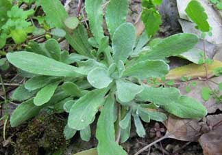 清明草可以種植嗎？清明草怎么種植？