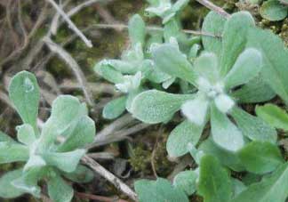 清明草可以曬干嗎？清明草曬干有什么功效？