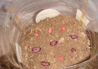 春分可以種花生嗎？春分種什么？