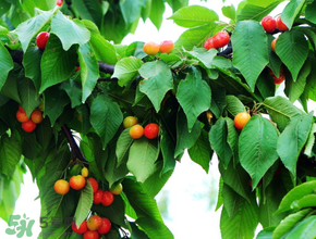 櫻桃掉果怎么回事？櫻桃掉果怎么處理？