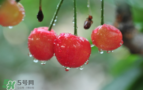 櫻桃掉果怎么回事？櫻桃掉果怎么處理？