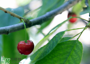 櫻桃掉果怎么回事？櫻桃掉果怎么處理？