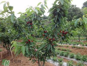 櫻桃樹(shù)幾年結(jié)果？櫻桃樹(shù)不結(jié)果怎么回事？