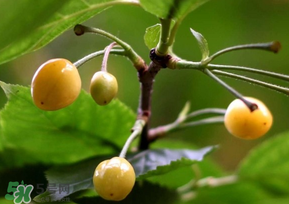 櫻桃樹(shù)幾年結(jié)果？櫻桃樹(shù)不結(jié)果怎么回事？