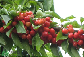 櫻桃樹(shù)幾年結(jié)果？櫻桃樹(shù)不結(jié)果怎么回事？