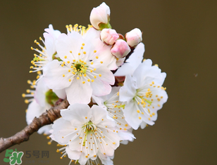 櫻桃需要授粉樹(shù)嗎？櫻桃需要什么授粉樹(shù)？