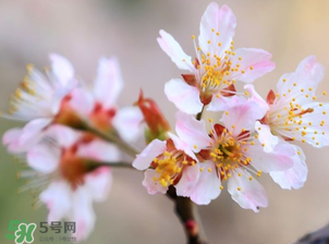 櫻桃需要授粉樹(shù)嗎？櫻桃需要什么授粉樹(shù)？