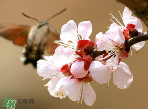 櫻桃需要授粉樹(shù)嗎？櫻桃需要什么授粉樹(shù)？