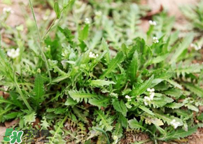 薺菜什么時候開花？薺菜花什么時候采？