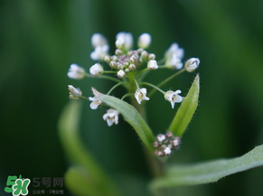 薺菜什么時候開花？薺菜花什么時候采？