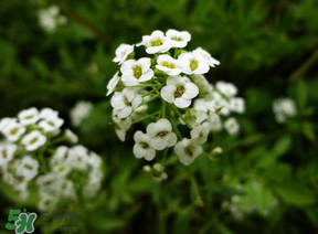 薺菜花可以泡茶嗎？薺菜花泡茶喝有什么功效？