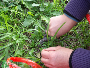 寶寶能吃薺菜嗎？一歲小孩可以吃薺菜嗎？