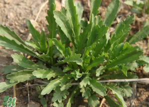 手術(shù)后可以吃薺菜嗎？手術(shù)后能吃薺菜嗎？