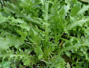 手術(shù)后可以吃薺菜嗎？手術(shù)后能吃薺菜嗎？