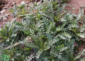 春天吃薺菜好嗎？春天吃薺菜有什么好處？