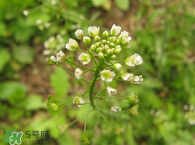 春天吃薺菜好嗎？春天吃薺菜有什么好處？